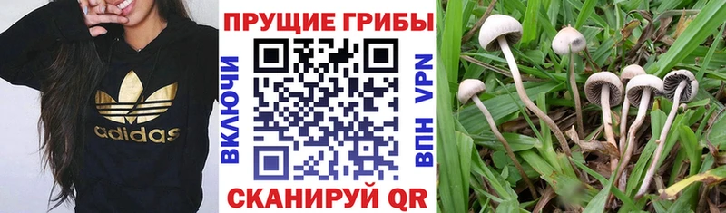 Галлюциногенные грибы Magic Shrooms  Усть-Лабинск 